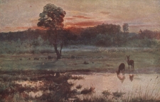 Cuda polskiej przyrody : Sarenki nad wodą