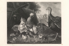 Le coq d'Inde et les Poules / Turkey & Fowls / Fruthahn & H&uuml;hner / Indyk i kury